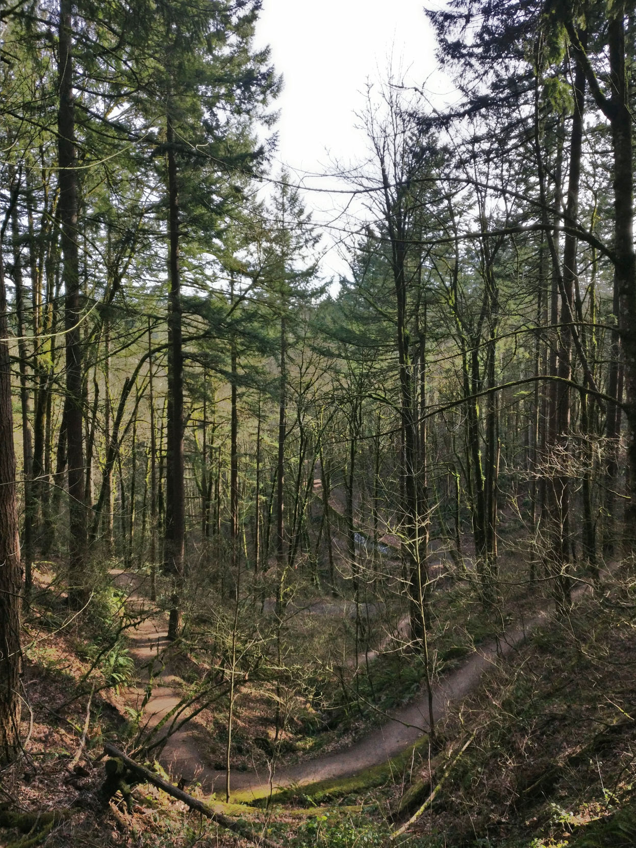 Wildwood Trail